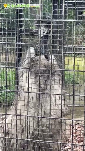 【東山動植物園公式】エミューの鳴き声 その①《 エミュー 》 #short
