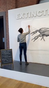 Today, after months of painstaking work, Lucienne Rickard finally erased her drawing of the critically endangered central north burrowing crayfish, over a four-hour period. Stay tuned for her next drawing in the Extinction Studies series! #extinctionstudies | Tasmanian Museum and Art Gallery