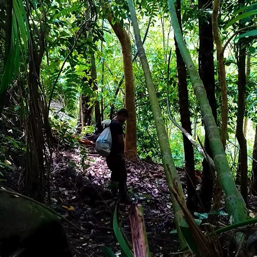 Building a shelter in the silent forest camping survival Solo Bushcraft Survival in the Wilderness 🎋🌲 #bushcraft #survival #wilderness #outdoors #adventure #camping #logcabin | Shelter Master