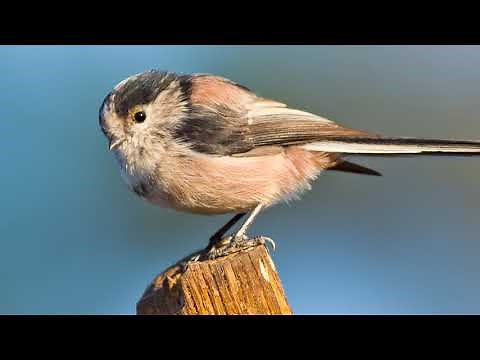 The sound of the Long-tailed tit - Bird Sounds | 10 Hours