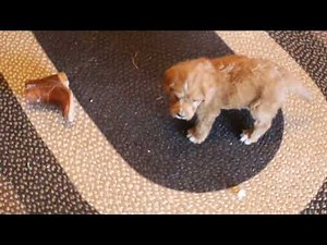 Labradoodle Puppy For Sale