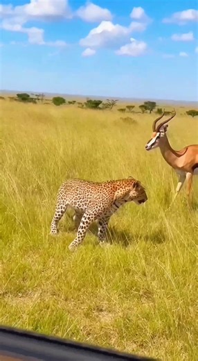 Leopard vs Antelope: Incredible Rescue Caught on Camera