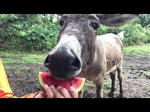 Do donkeys like watermelon?