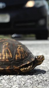 If you find a turtle crossing the road and want to help it cross safely, use these tips: 🐢 Stay safe. Never put yourself at risk! Make sure that you do not endanger yourself, or others, by walking into traffic. 🐢 When safe to do so, pull your car over and onto the shoulder if possible. Turn on your hazard signals. 🐢 When it's safe to enter the roadway, approach the turtle and pick it up by grabbing its shell with both hands between its front and hind legs. HOLD ON – they have strong legs! 🐢 