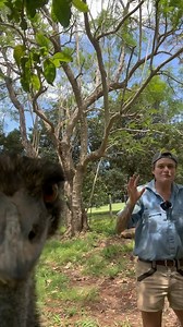 1.4K views · 76 reactions | Bird bloopers! 礪礪 We take so much footage for you lot, but most of it is rubbish and never makes the cut. Lets us know if you want more blooper videos? 類類 #thewildlifetwins #twins #australia #notapet #reels #education #australia #magpie #emu #blooper #lgbt #australianbirds | The Wildlife Twins | Facebook