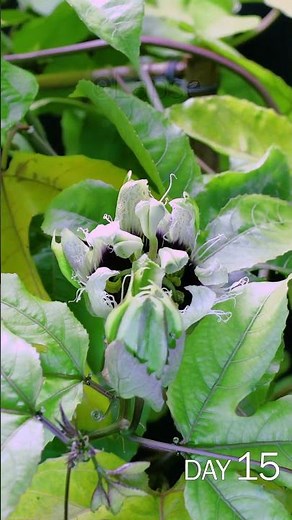 Passion Fruit Flower Blooming Time Lapse