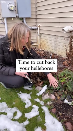 Guide to Hellebores: Planting, Care, and Maintenance Tips