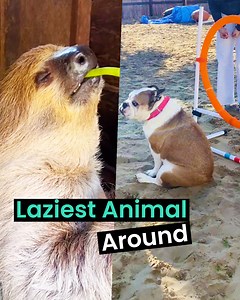 1.4M views · 13K reactions | Some of the laziest animals you'll ever see  | Animal Antics | Facebook