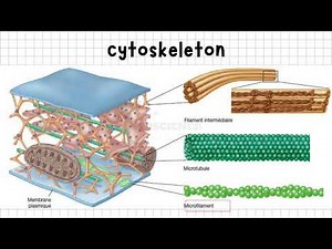 Introduction to the Cytoskeleton: Structure and Function of Key Filaments #Biology