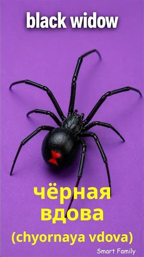 8 Spider Names in Russian 🕷️