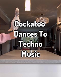 9.8K views · 793 reactions | Why do birds dance? Here are some answers. Coco cockatoo is a BIG dancer! I actually had to remove the song she was actually dancing to. It was techno music. #bird #animals #pets #fridayvibes #cuteanimals #dancing | Lucky Lou and Coco Too | Facebook