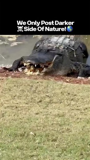 Wild Nature ™ on Instagram: "This short video clip, which appears to be a lighthearted or DIY-themed demonstration, shows a person replacing a standard shower head with an LED light bulb. The video begins with a quick, shaky shot before settling on a person's hand pointing at a wall-mounted shower head that is actively spraying water. The camera then cuts to a close-up of a hand holding a white, modern-looking LED light bulb over a sink basin. The person then takes the light bulb and, in a comic