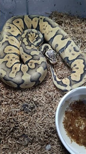 🔥 Superfly Orange Dream Chocolate Ball Python — Feisty Mood! 🐍😈