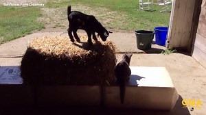 926K views · 7.8K shares | WATCH: Baby goats jump around a barn playing with the farm cat - too cute! | Good Morning America | Facebook