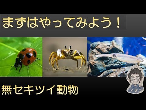中１理科　動物の分類③　無せきつい動物