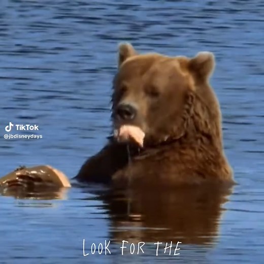 BEAR necessities 🐻 | bears