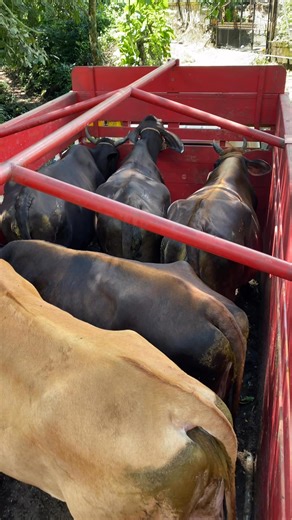 Ahí va lo bueno para el Rancho Humilde sv. DISPONIBLES | Rancho Humilde sv