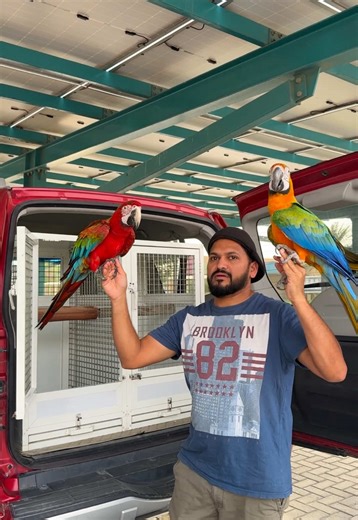 Outdoor Fun with Macaws and Pet Birds
