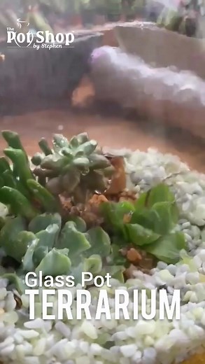 3.8K views · 30 reactions | Glass Pot Terrarium using Succulents. | The Pot Shop | Facebook