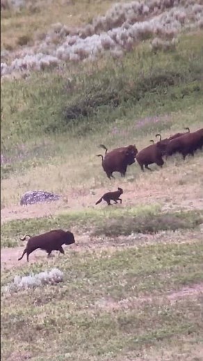Wolves hunting Bison in Yellowstone