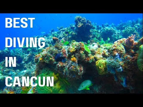 Best Diving in Cancun