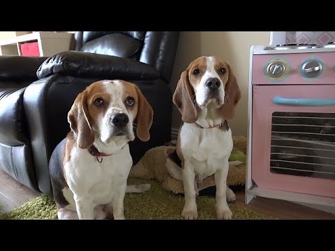 Funny Dog SNITCHES on the Guilty Puppy! (Who Made This Mess?)