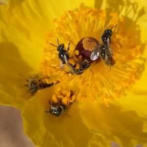 9.6K views · 225 reactions | These Mojave poppy bees just might be...