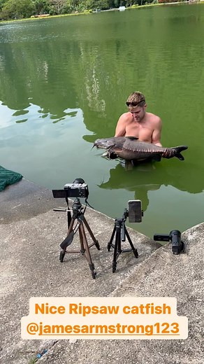 What an amazing looking Amazon catfish species the Ripsaw catfish is. #banklife #carpe #fishngtrip #picoftheday #carpfishing #travel #thatscarpy #instatravel #fisherman #urbanfishing #angling #carp #bigfish #fishing #catchandrelease #igtravel #photographer #natureshot #exoticfishingthailand #exoticfishing #fishingtrip #coarsefishing #fishingtackle #karpenangeln #arapaima #siamesecarp #carpangling #fishinglife #FishingThailand https://linktr.ee/exoticfishingthailand - [ ] https://exoticfishingtha