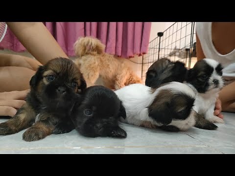 Shih Tzu PH006: Shih Tzu puppies growing up week 1 to week 6