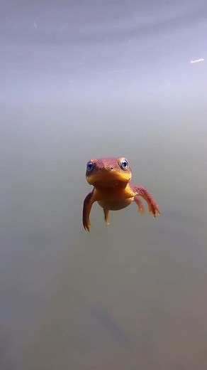 🌲 The Nature Wolf 🌲 on Instagram: "Cute torpedo incoming 😍 🎥 from @everchanginghorizon This cutie little newtie is called a California newt (Taricha torosa), aka an orange-bellied newt, native to the coastal ranges of California. Equipped with a cute face, but also a gnarly defense mechanism against predators: its skin secretes a potent neurotoxin called tetrodotoxin, the same toxin found in pufferfish, and also 100X more deadly than cyanide. Am I saying this to be a buzzkill and ruin a perf