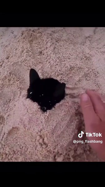 Funny Flashbang Memes for Relaxation