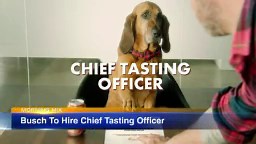 Busch will pay your pup $20K to be its official dog beer taster