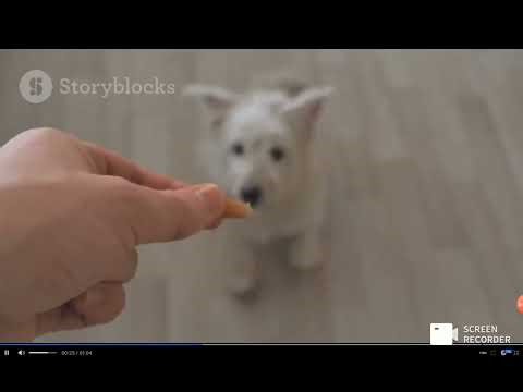 training & Tricks Showcase