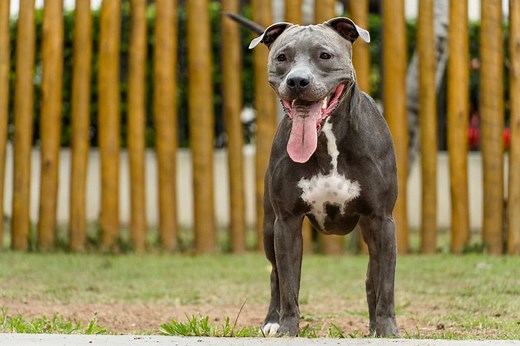 How Long Do Pit Bulls Live? Average Lifespan, Data & Care | Hepper Pet Resources