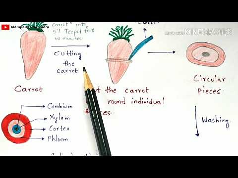 Callus culture technique with notes | Principle, Protocol, Procedure, Properties | Bio science
