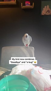 Gobug, guys 👋🏻 🐜 #africangrey #parrot #talkingparrot #fyp #parrots | Jaime French