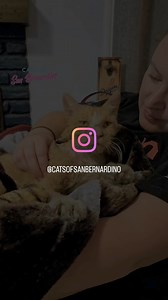 Theodore is home. His SNAP test is negative for FIV and FeLV. We should have more test results tomorrow. Right now, he is snuggling and watching the World Series with us ❤️ | Cats Of San Bernardino