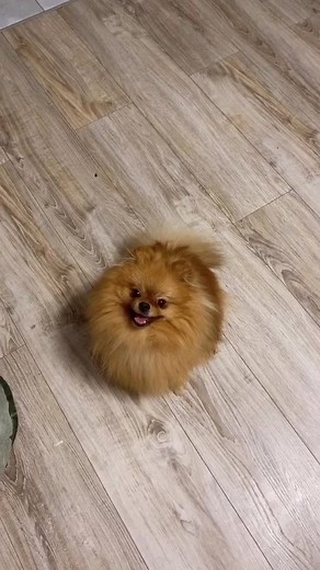 Playful Pomeranian Puppy Showing Off Tricks