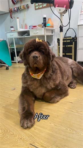 Artistic Dog Groomer on Instagram: "After the bath and drying session, we spent another 4-5 hours working on her. This type of grooming is a big job, it takes patience, strength, and a lot of care. Since this was her first visit with me, I also took the time to guide her parents on how to help keep her coat healthy and free of knots at home. She had been shaved in the past, which unfortunately caused her coat to grow back uneven, coarse, and much more prone to matting. That previous shave played