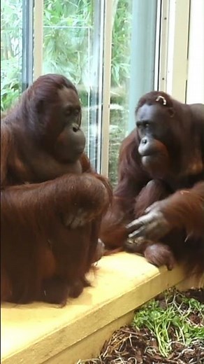 Watch These Orangutans Play Like Kids!#shorts#orangutans#funnyvideo#funnyanimals