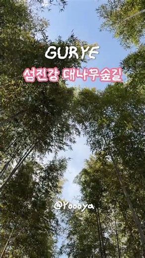 전남 구례 섬진강 대나무숲길