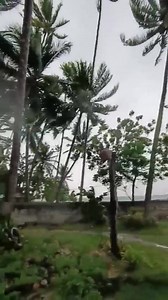 Strong winds and rain continue to affect Ginatilan, Cebu as of Tuesday morning, November 4, 2025. According to Zildjian Vizcayno, local authorities are closely monitoring the situation as weather conditions remain unstable. | via ABC 🎥Zildjian Vizcayno | SunStar Cebu