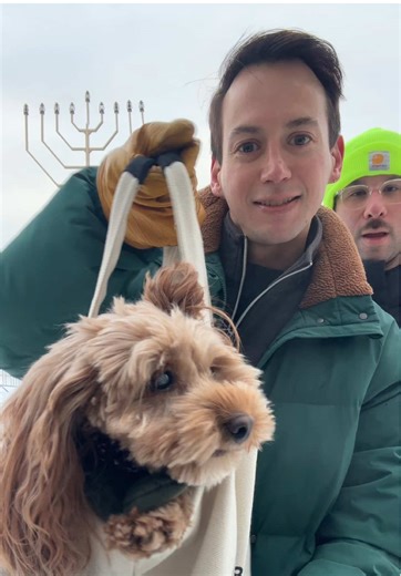 Snow Diva: Adorable Poodles and Cockapoos