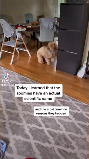 1.6M views · 26K reactions | Have you ever wondered why your dog gets the zoomies? Top reasons (and their actual name) explained here! | Bentley The Goldendoodle | Facebook