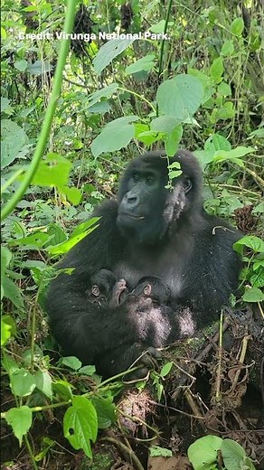 Extremely Rare Mountain Gorilla Twins Born In The Wild