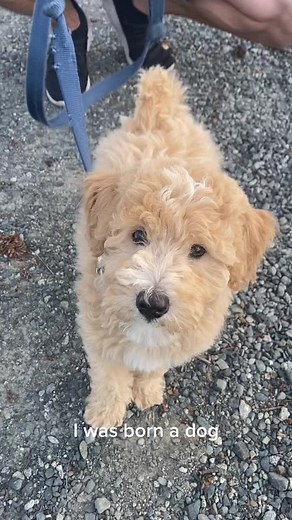 Adorable Whoodle Puppy: Baby Doodle Mix in Vancouver, Canada