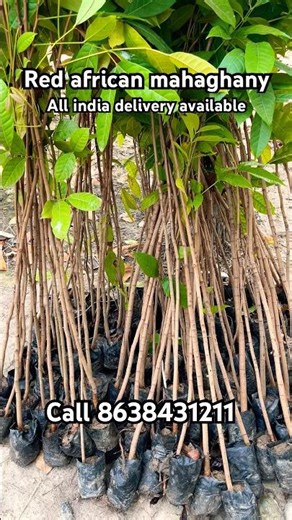 African red mahaghany | all india delivery available | call ☎️ 8638431211 #mahaghany #plants