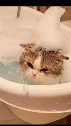 POV: Your cat realizes it’s bath time 😭🐱 #funnycats #CatShorts #catbath