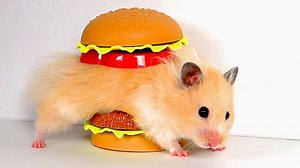 16K views · 284 reactions | GIANT Burger Maze for Hamster. Hamster Amazing World | Hamster Adventures | Facebook