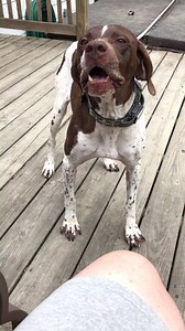 ADOPTABLE Casey stopped by with a video. One of her favorite things is to hang out on the porch with her foster family. If you are looking for a wonderful companion, consider Casey! Learn more here: http://www.pointerrescue.org/prodogs.html | Pointer Rescue, Organization